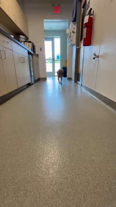 Enlarge Loretta, an adoptable mixed breed in Liberty, MO video 4/4