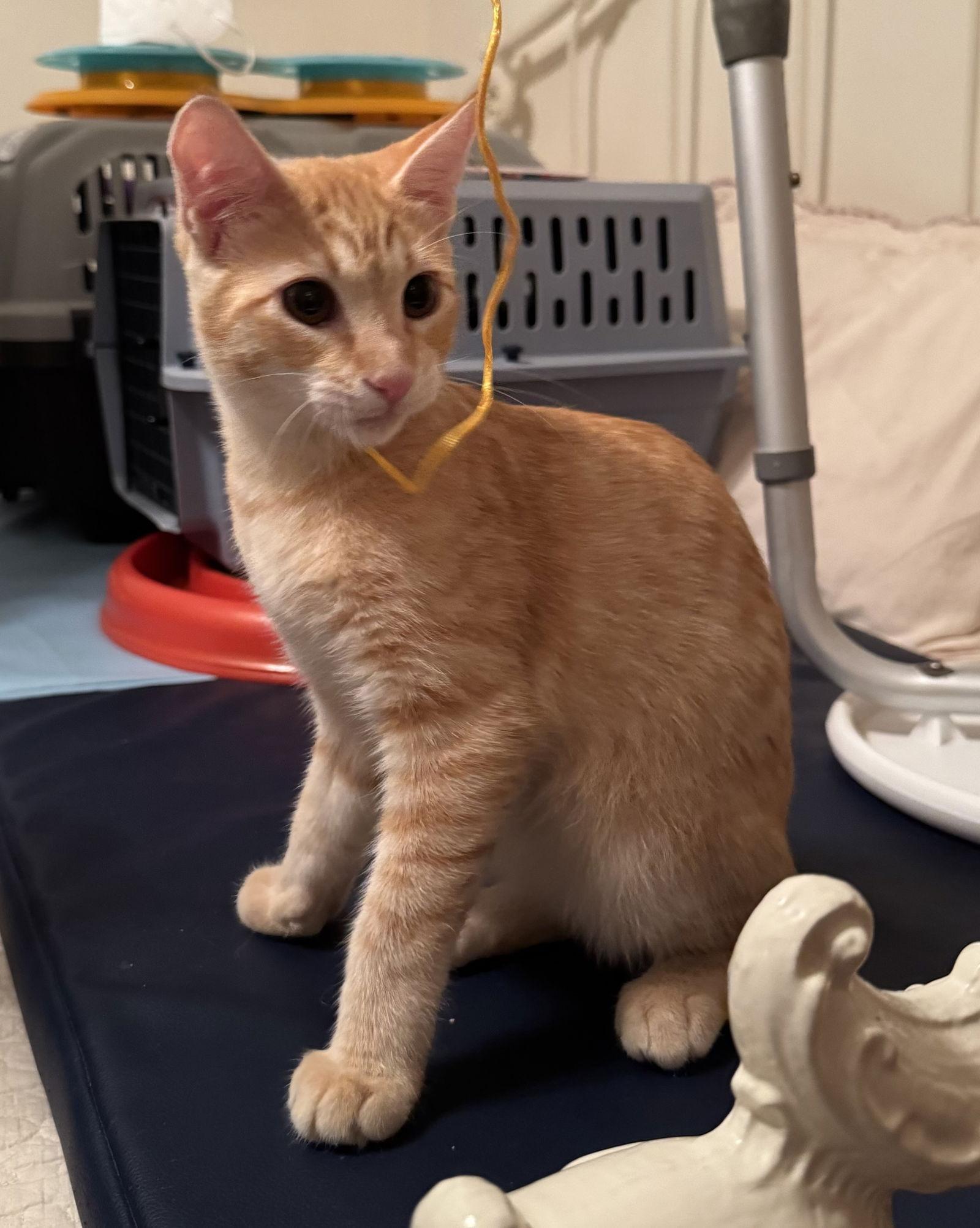 Rudy, Adopted, Kitten Male Domestic Short Hair.