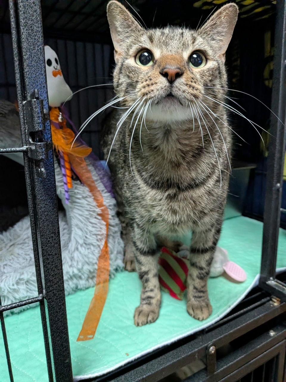 Enlarge Loki, a Adoptable Domestic Short Hair in Lake Saint Louis, MO image 1/2