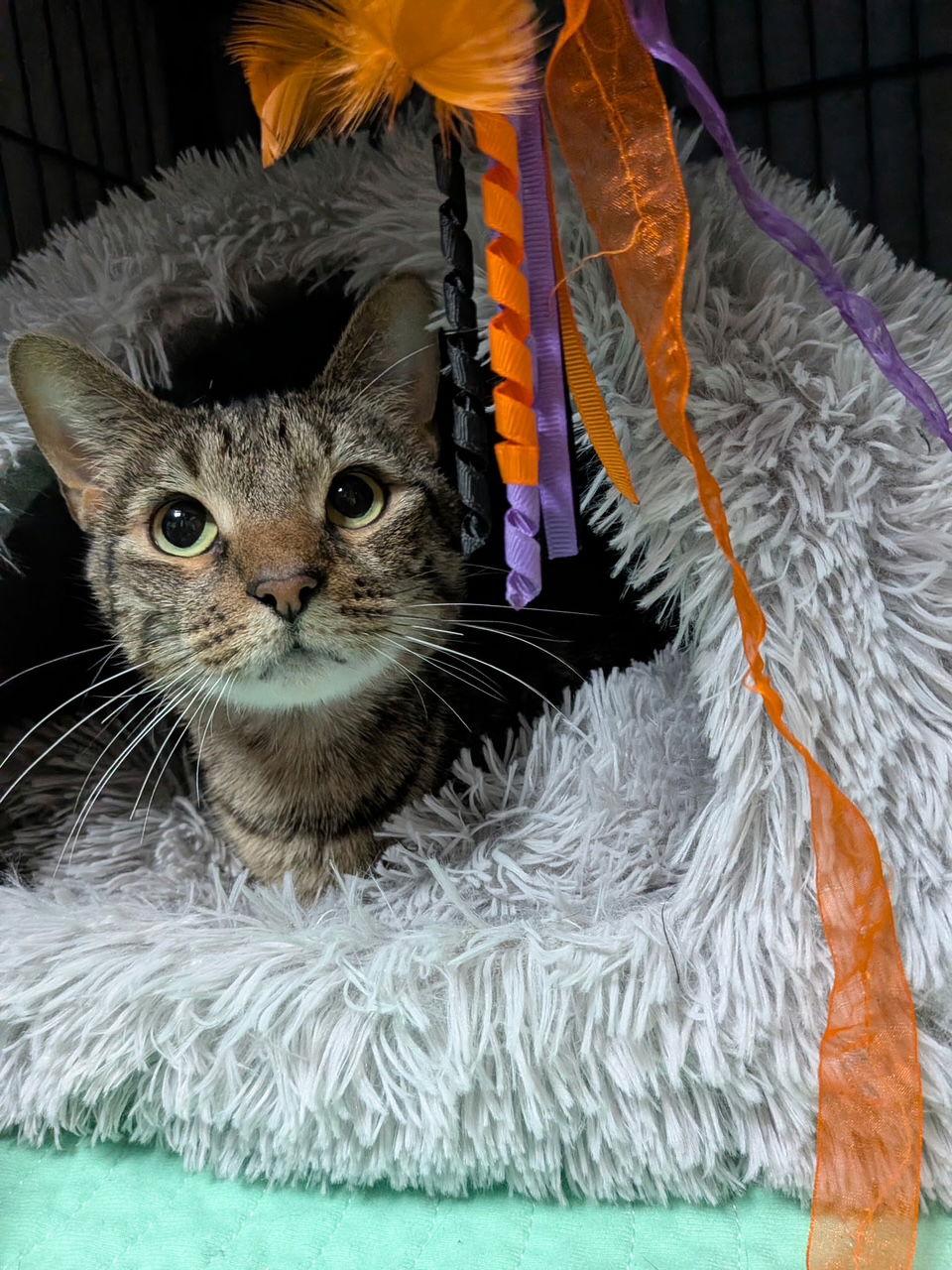 Enlarge Loki, a Adoptable Domestic Short Hair in Lake Saint Louis, MO image 2/2