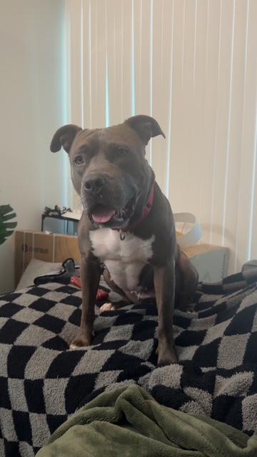 Enlarge MISS MOMO MODELO, a Adoptable mixed breed in Las Vegas, NV image 1/1