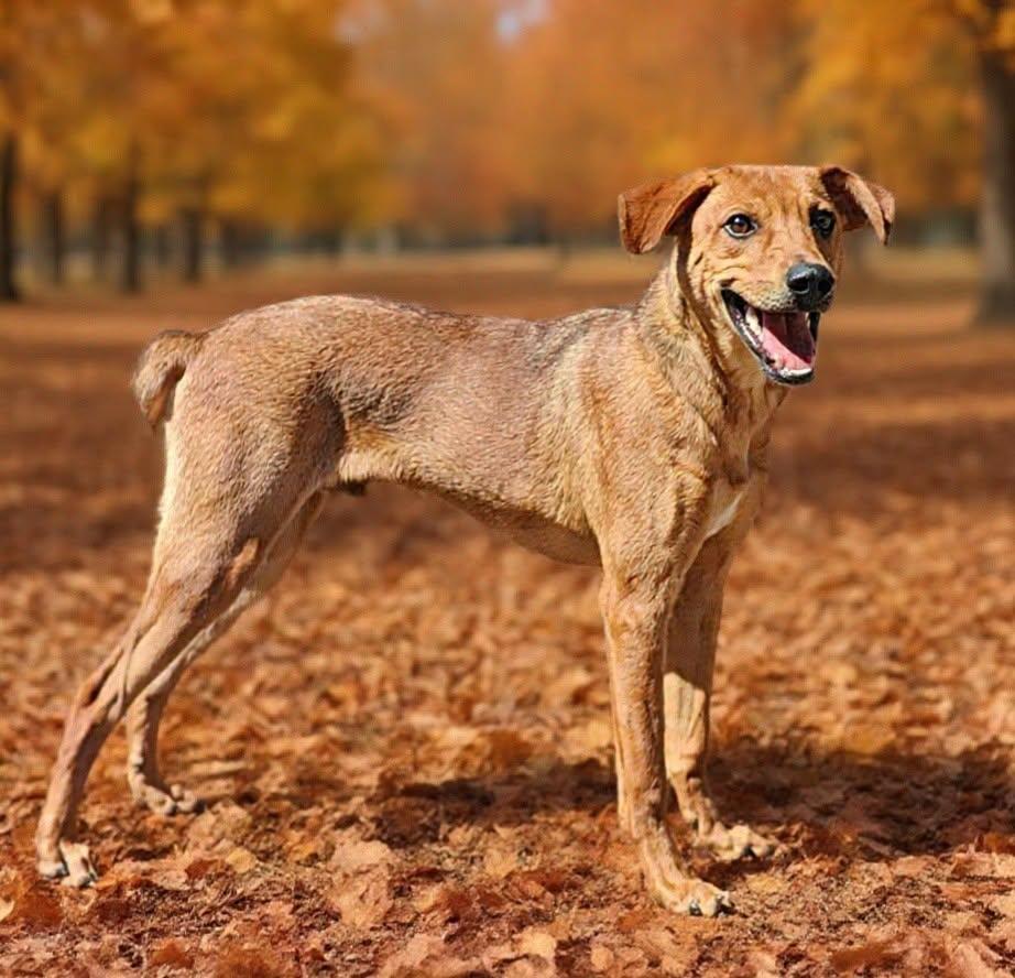 Buddy 26/743, Adoptable, Young Male German Pinscher & Hound.