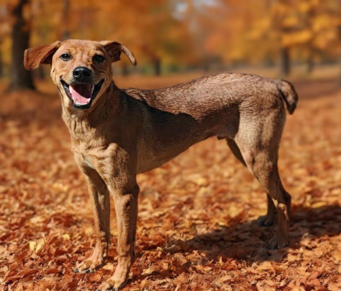 Enlarge Buddy 26/743, a Adoptable mixed breed in Talladega, AL image 2/3