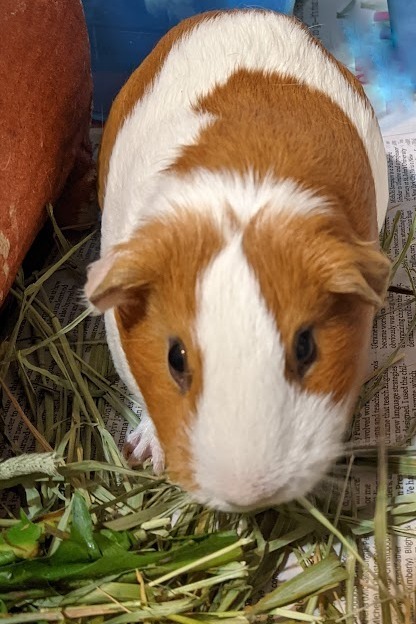 Ellen, an adoptable Guinea Pig in Chicago, IL image 3/5