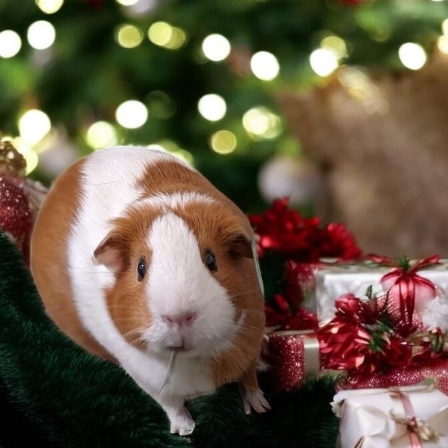 Ellen, adoptable, Adult Female Guinea Pig.