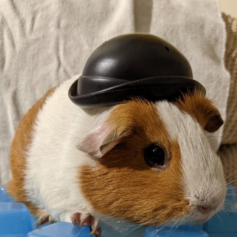 Ellen, an adoptable Guinea Pig in Chicago, IL image 5/5