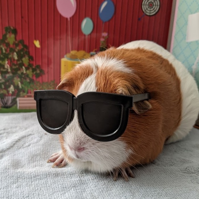 Ellen, an adoptable Guinea Pig in Chicago, IL image 2/5