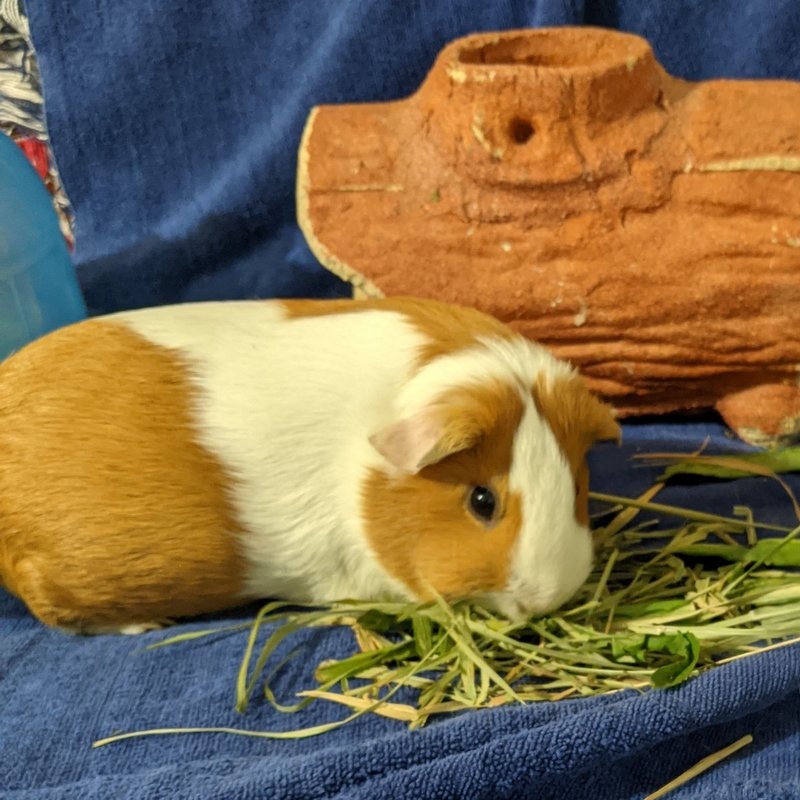 Ellen, an adoptable Guinea Pig in Chicago, IL image 4/5