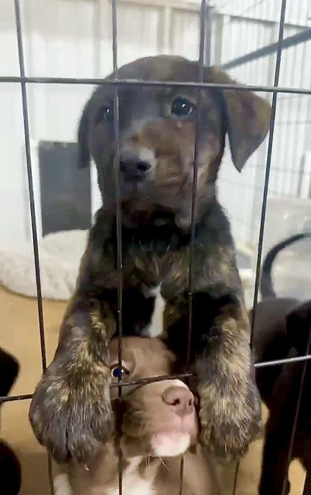 Adam, Adoptable, Puppy Male Hound & Retriever.