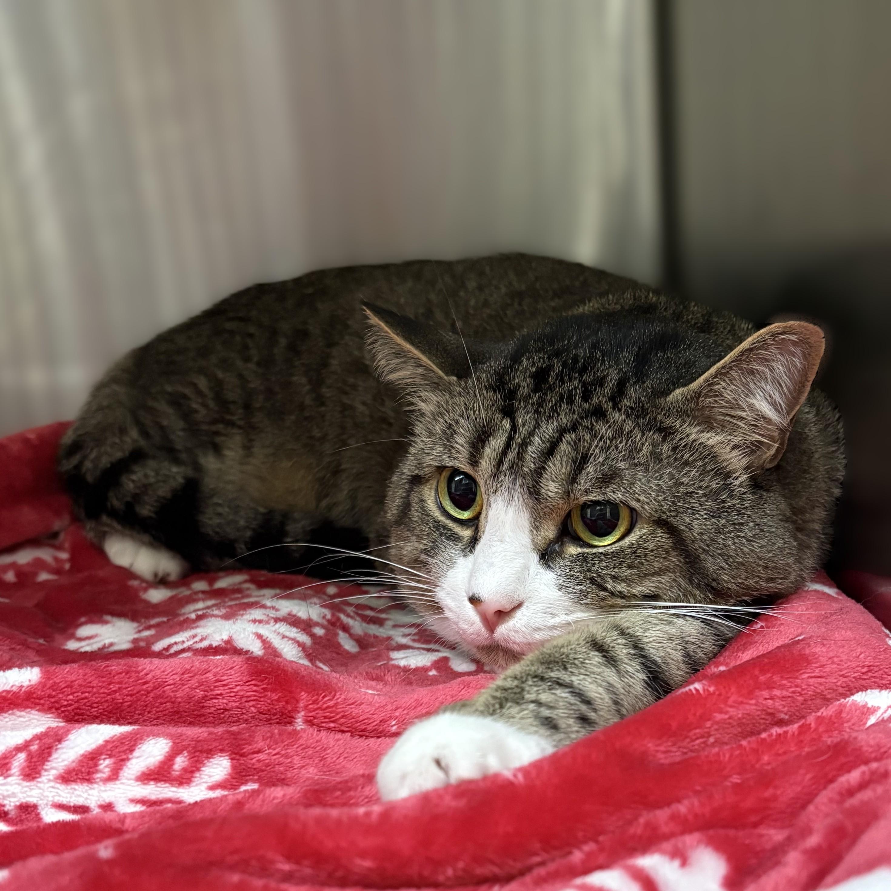 Enlarge Ricky- 54267, a Adoptable Domestic Short Hair in Columbia, MD image 1/2