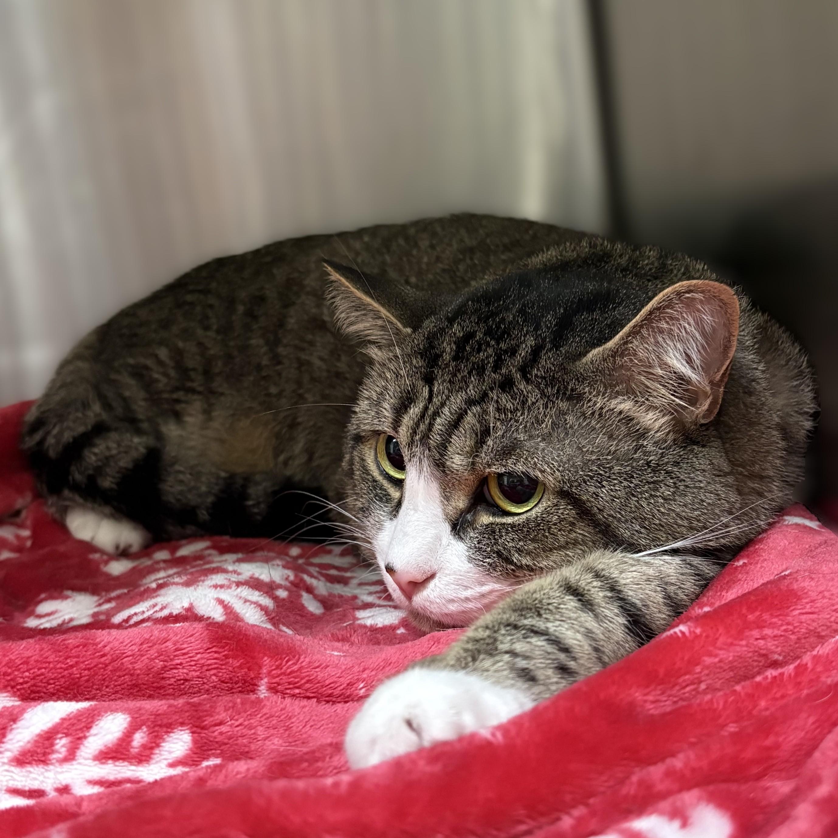 Enlarge Ricky- 54267, a Adoptable Domestic Short Hair in Columbia, MD image 2/2