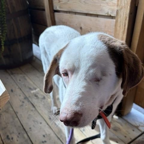 Enlarge Santa, a Adoptable mixed breed in Scarborough, ON image 2/4