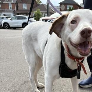 Enlarge Santa, a Adoptable mixed breed in Scarborough, ON image 4/4