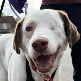 Enlarge Santa, a Adoptable mixed breed in Scarborough, ON image 1/4