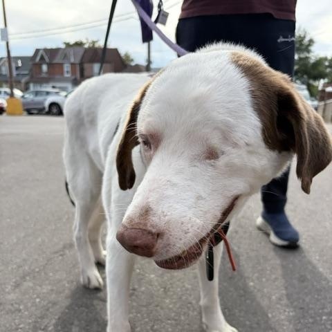 Enlarge Santa, a Adoptable mixed breed in Scarborough, ON image 3/4