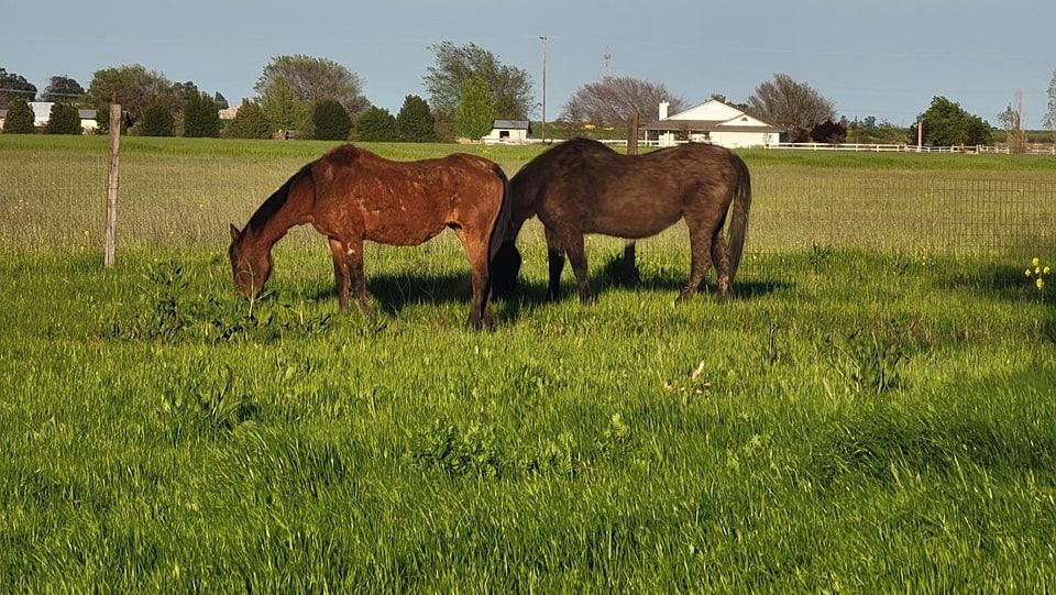 Horse for adoption Companion Horses, a Quarterhorse in Vacaville, CA Petfinder