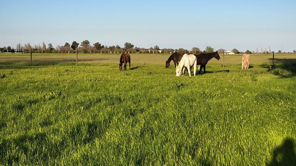 Enlarge Companion Horses, a Adoptable Quarterhorse in Vacaville, CA image 2/4