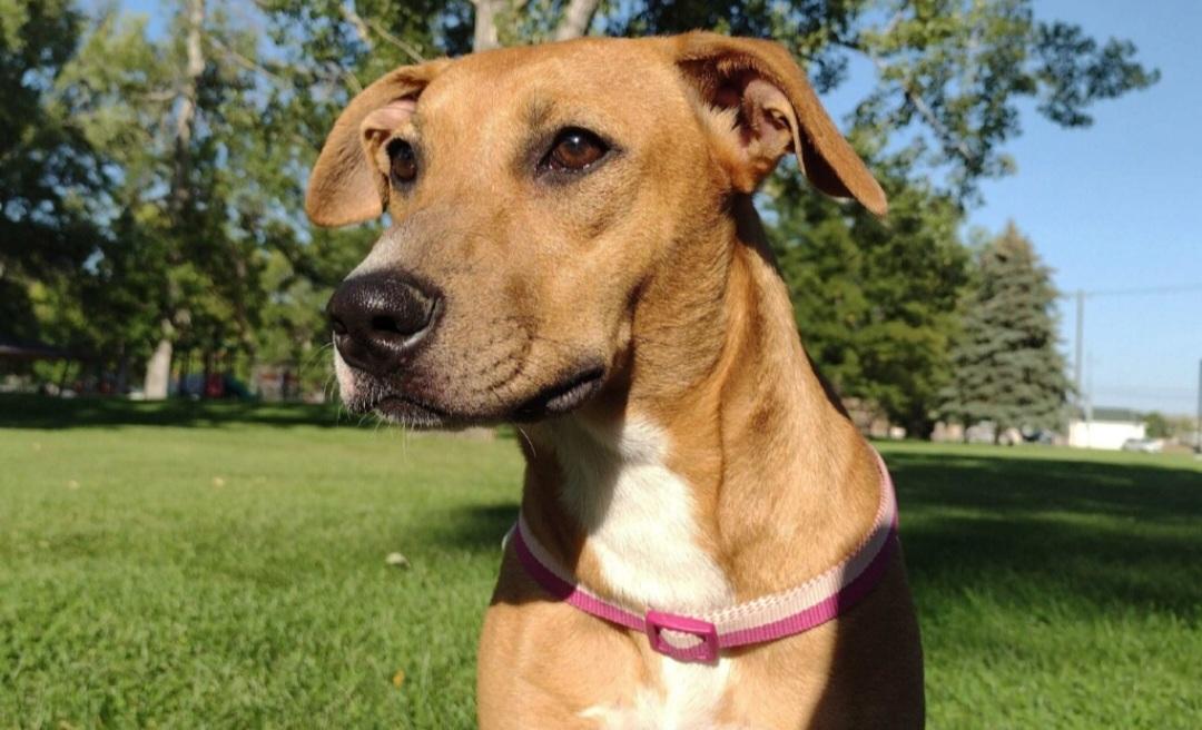 T-Sugar, an adoptable Whippet in Billings, MT, 59101 | Photo Image 1