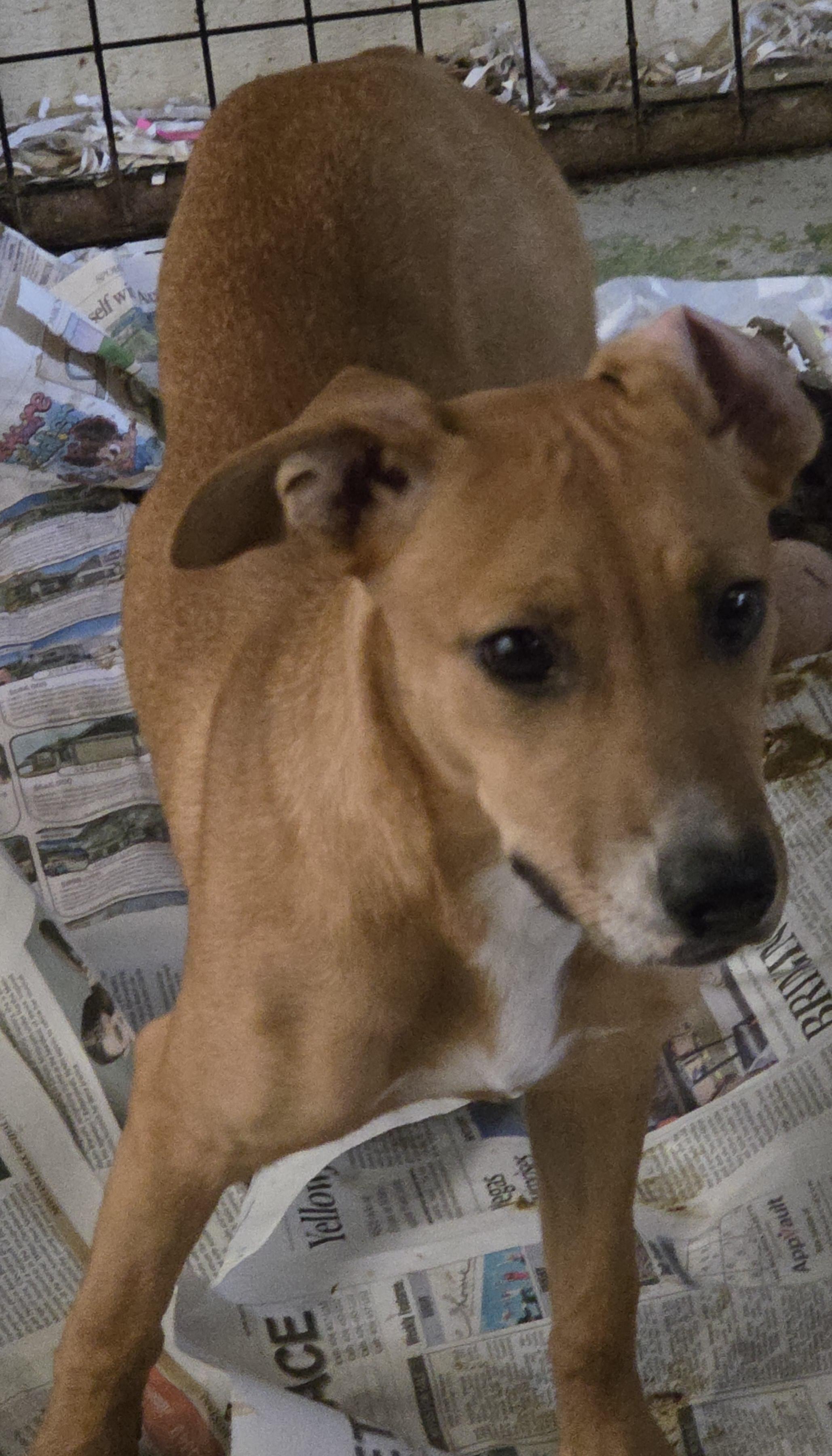 T-Spice, an adoptable Whippet in Billings, MT, 59101 | Photo Image 1