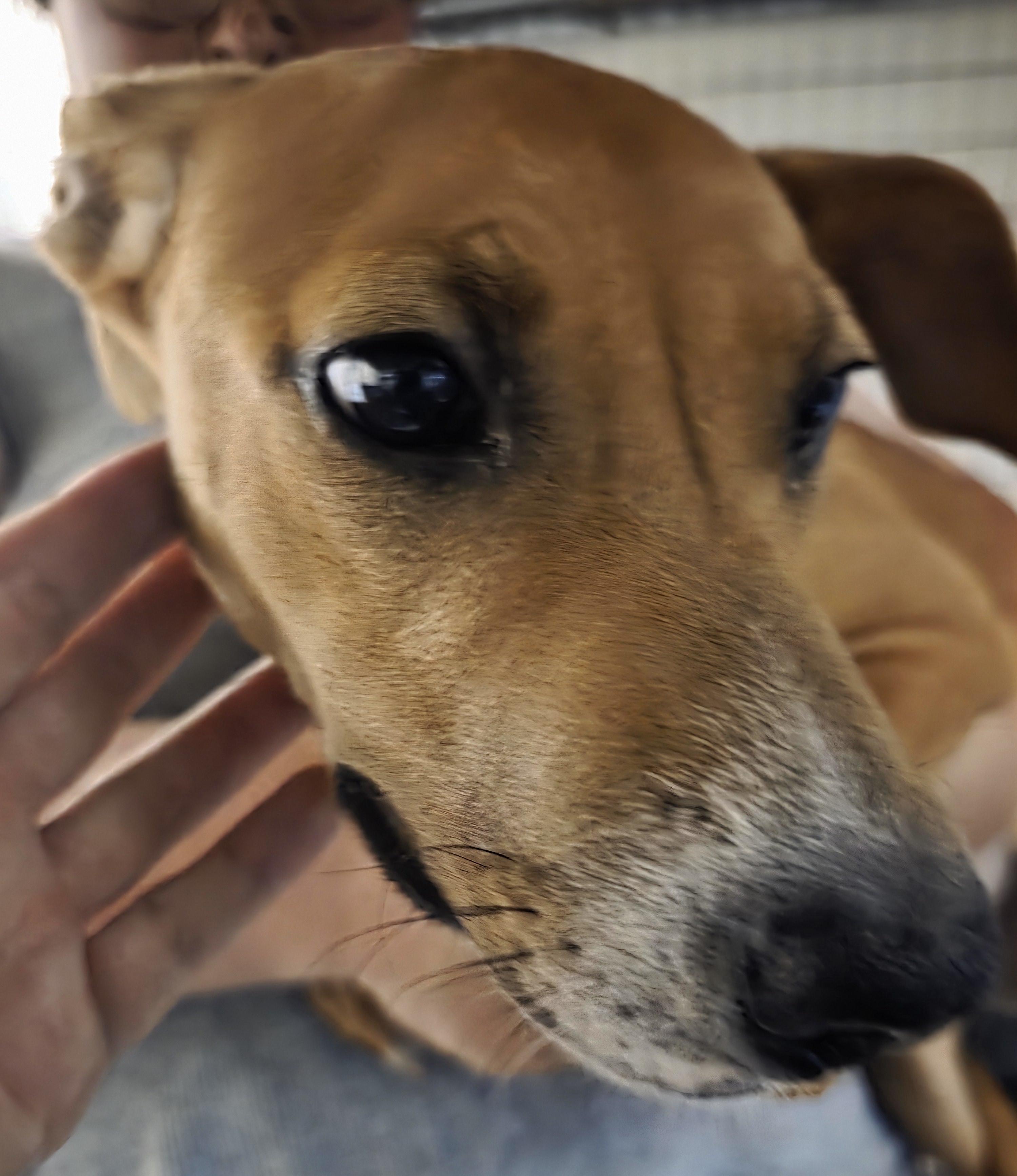 T-Spice, an adoptable Whippet in Billings, MT, 59101 | Photo Image 2