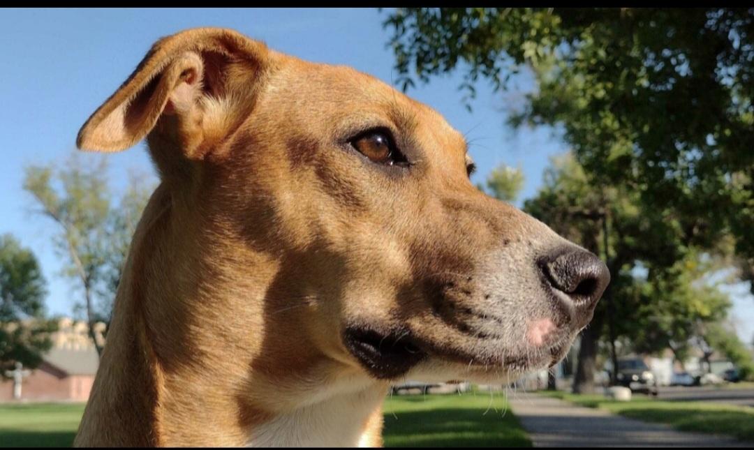 T-Sugar, an adoptable Whippet in Billings, MT, 59101 | Photo Image 4