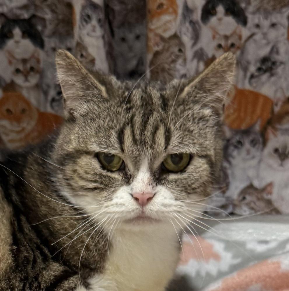 Keeley, a Adoptable Manx in Jackson, GA image 1/6