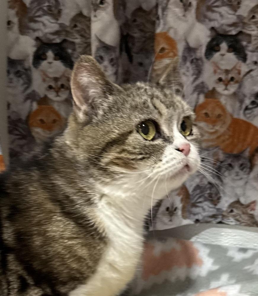 Keeley, a Adoptable Manx in Jackson, GA image 2/6