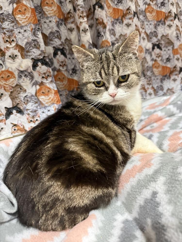 Keeley, a Adoptable Manx in Jackson, GA image 3/6