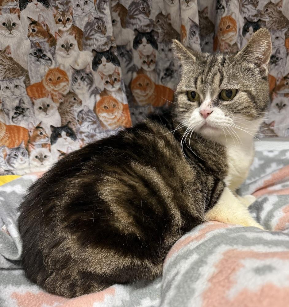 Keeley, a Adoptable Manx in Jackson, GA image 4/6
