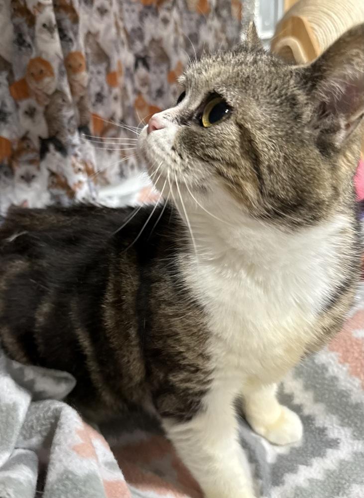 Keeley, a Adoptable Manx in Jackson, GA image 5/6