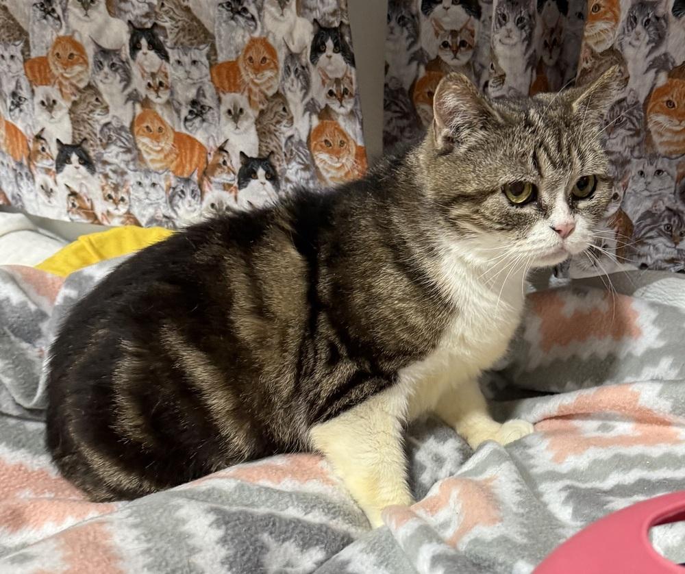 Keeley, a Adoptable Manx in Jackson, GA image 6/6