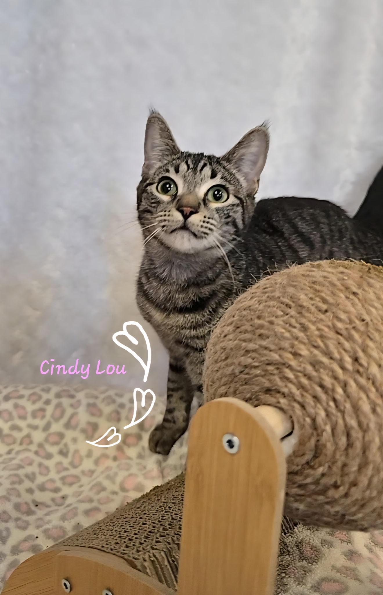 Enlarge Cindy Lou Who, an adopted Tabby in Glendale, AZ image 1/1