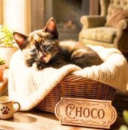 Enlarge Choco, a Adopted American Shorthair in Union City, NJ image 5/5
