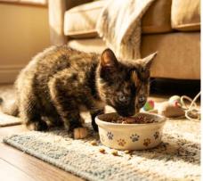 Enlarge Choco, a Adopted American Shorthair in Union City, NJ image 4/5