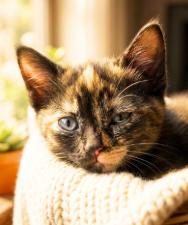 Choco, Adopted, Kitten Female American Shorthair.