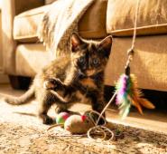 Enlarge Choco, a Adopted American Shorthair in Union City, NJ image 3/5