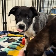 Enlarge Bingo, an adopted Mixed Breed in Mishawaka, IN image 3/3