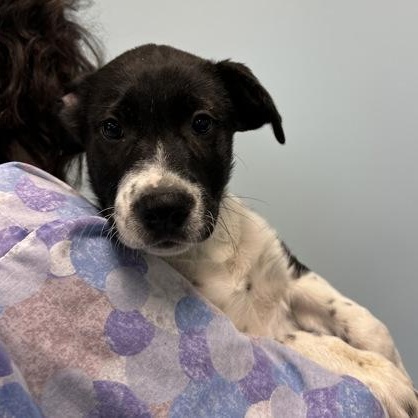 Enlarge Bingo, an adopted Mixed Breed in Mishawaka, IN image 2/3