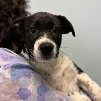 Bingo, adopted, Puppy Male Mixed Breed.