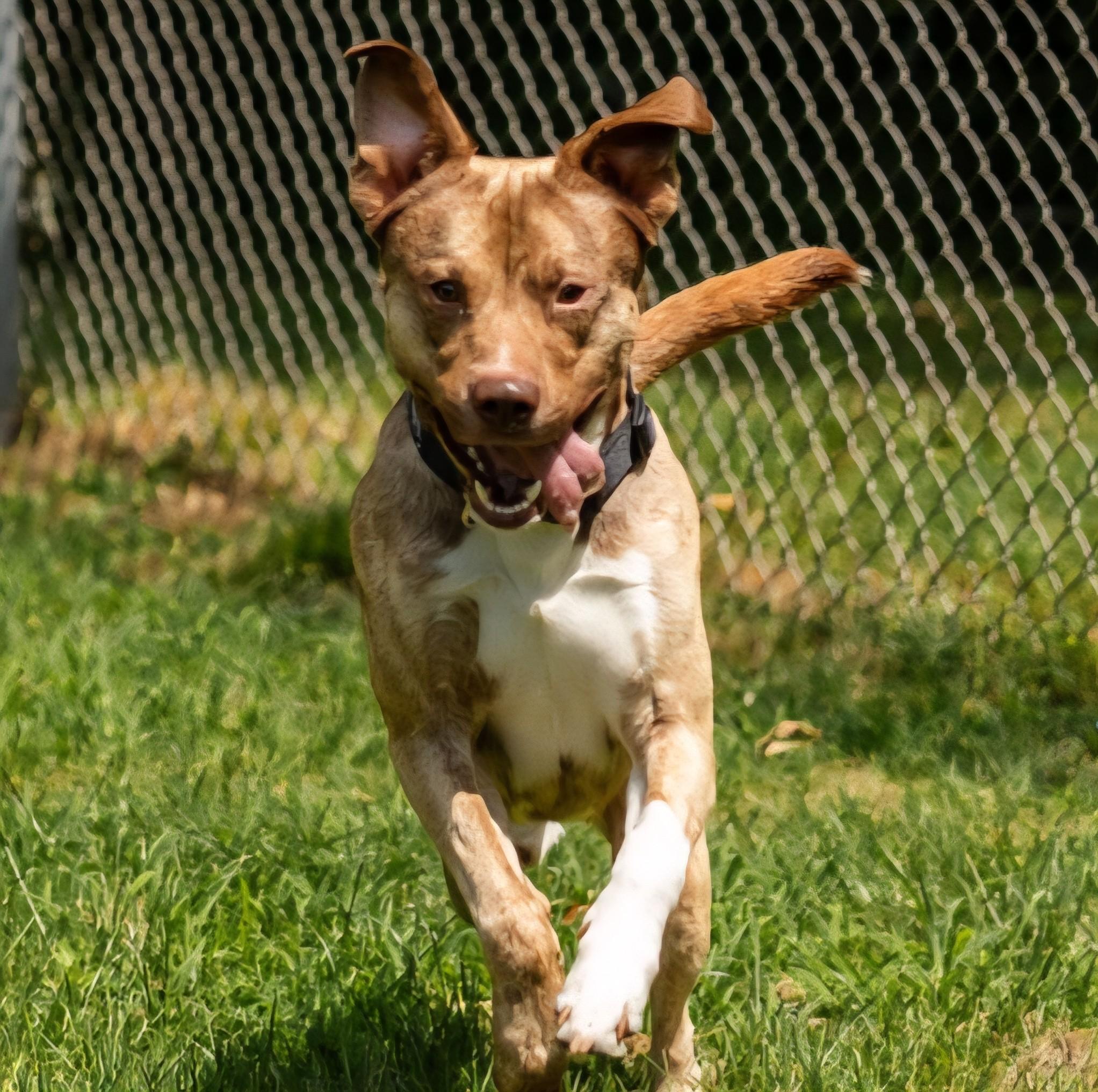 Jax, a Adoptable mixed breed in North Kingstown, RI image 1/3