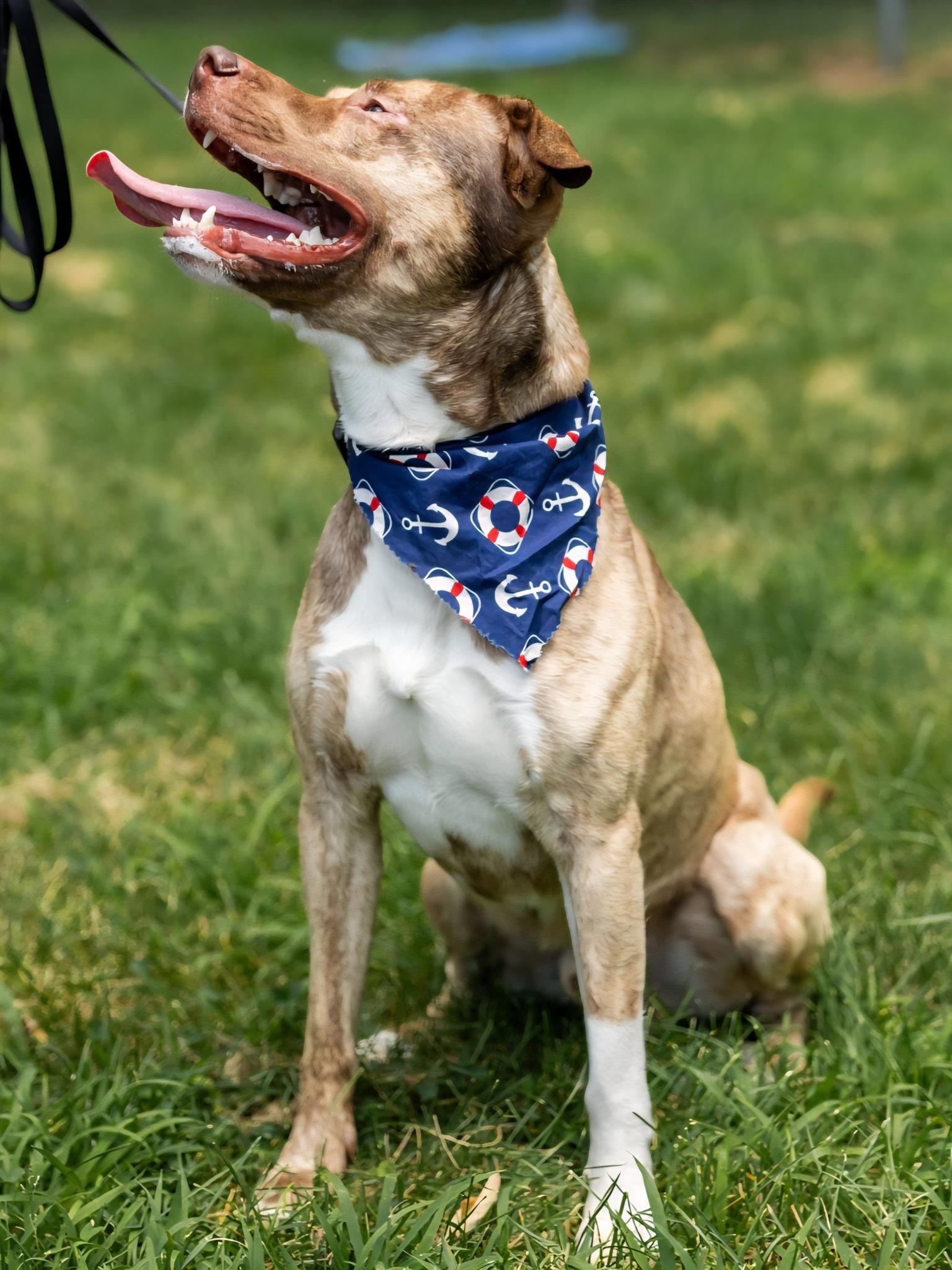 Jax, a Adoptable mixed breed in North Kingstown, RI image 2/3