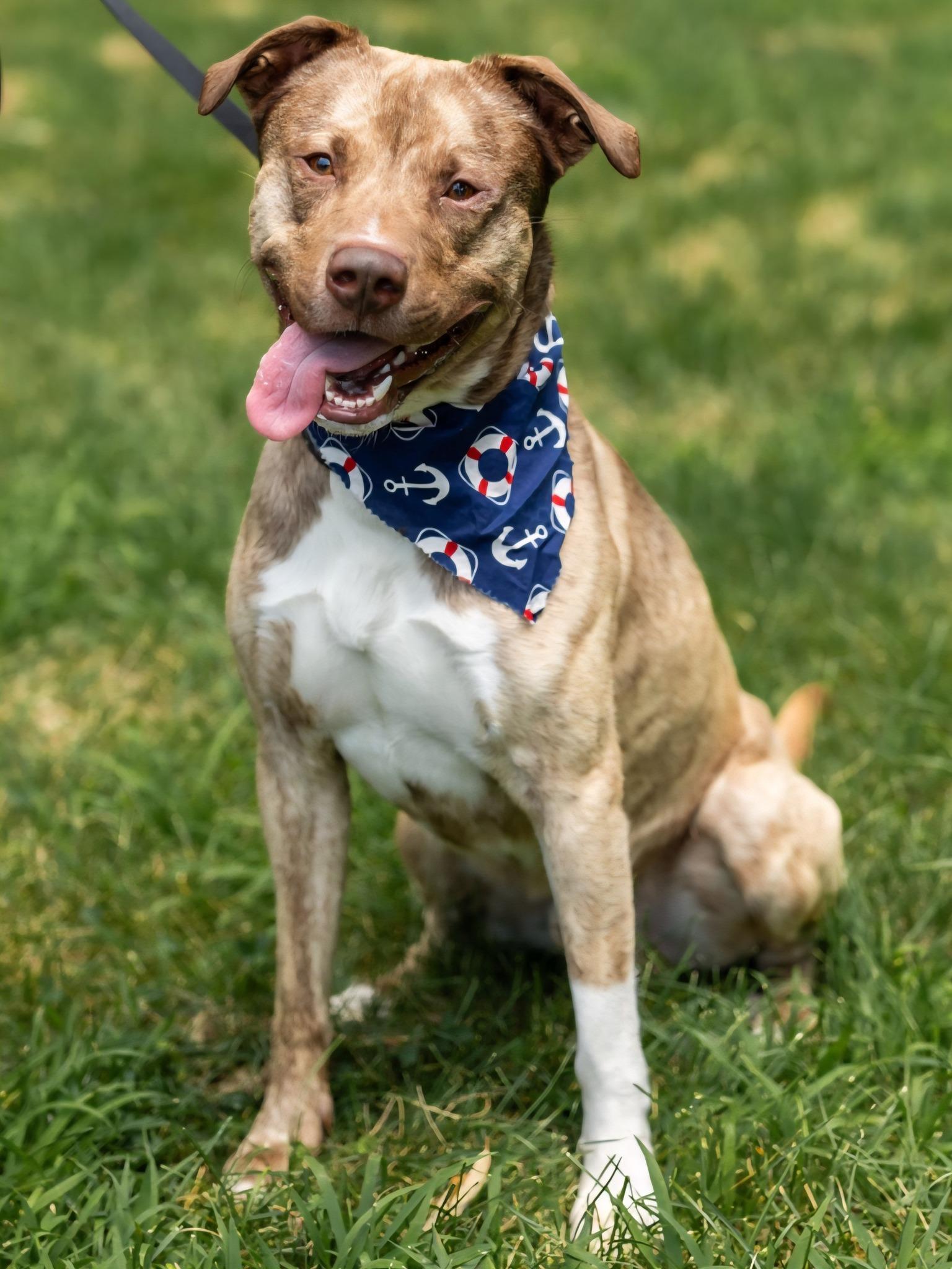 Jax, a Adoptable mixed breed in North Kingstown, RI image 3/3