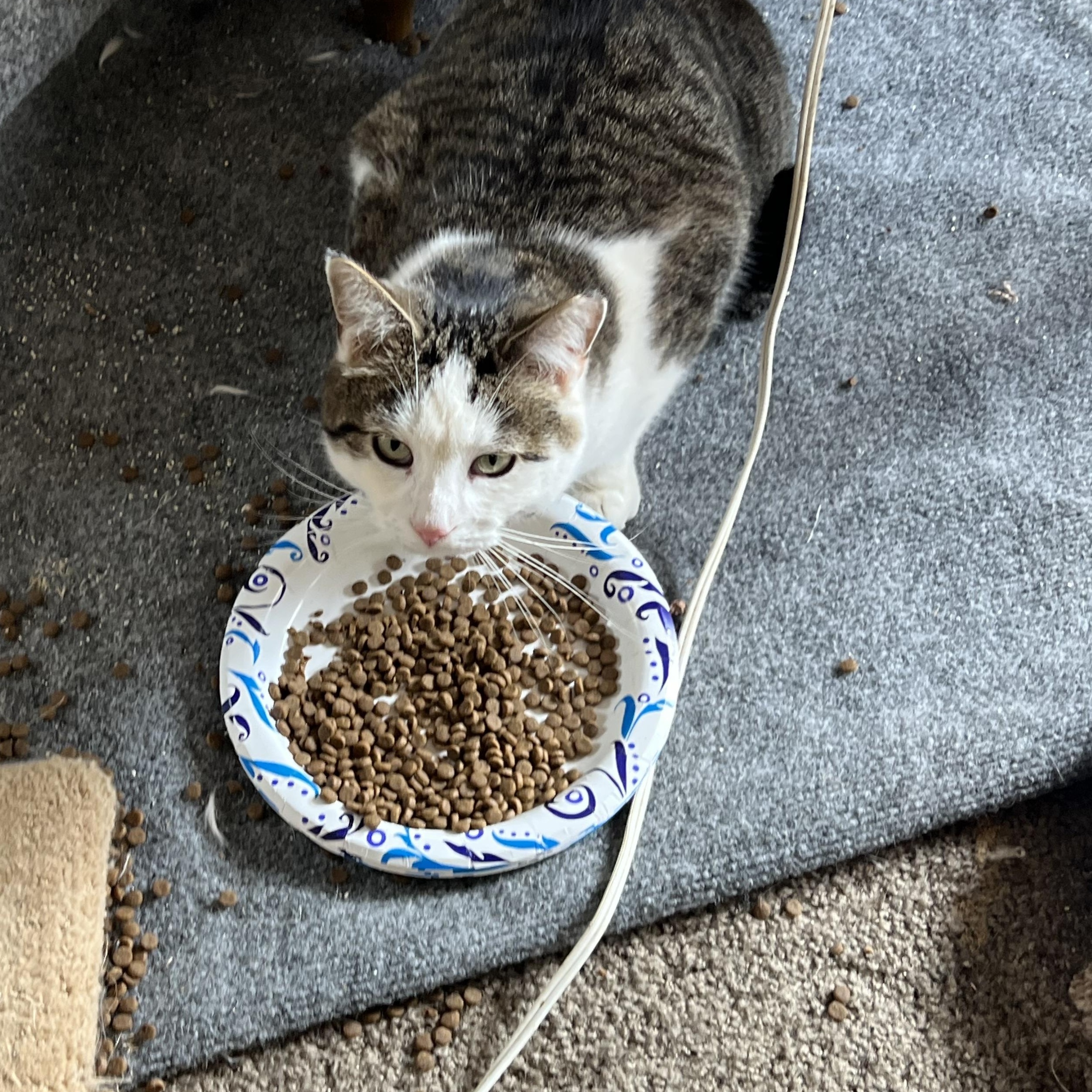 Jupiter, Adoptable, Adult Male Tabby & Domestic Short Hair.