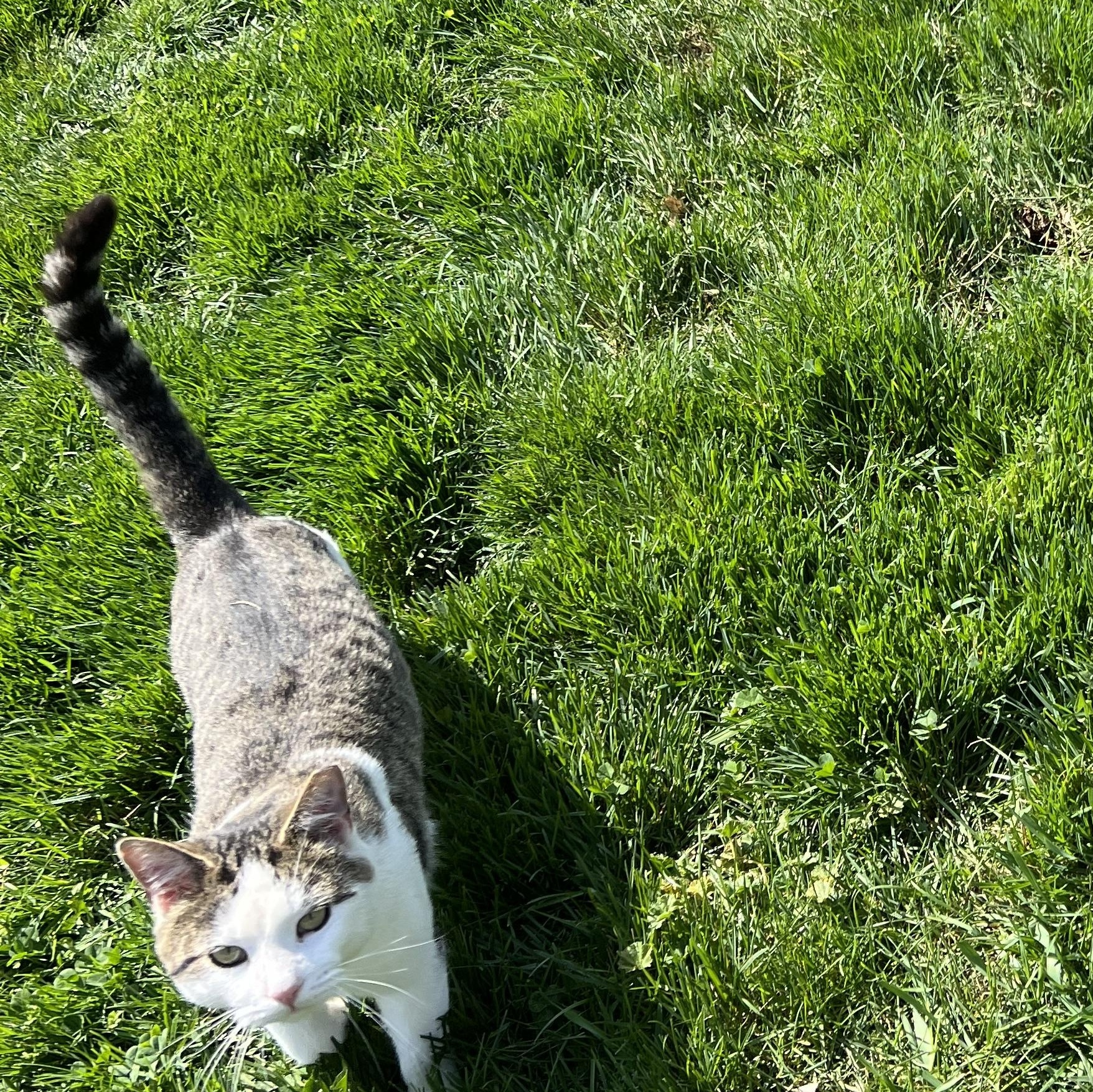 Jupiter, a Adoptable mixed breed in West Milwaukee, WI image 2/2