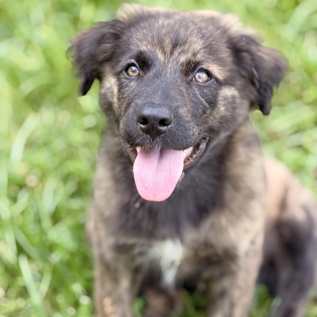 Enlarge Urano, a Adoptable mixed breed in Sparta, NJ image 2/5