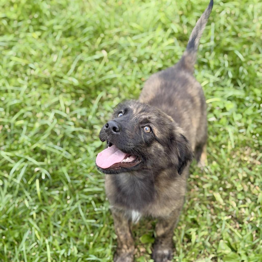 Enlarge Urano, a Adoptable mixed breed in Sparta, NJ image 3/5