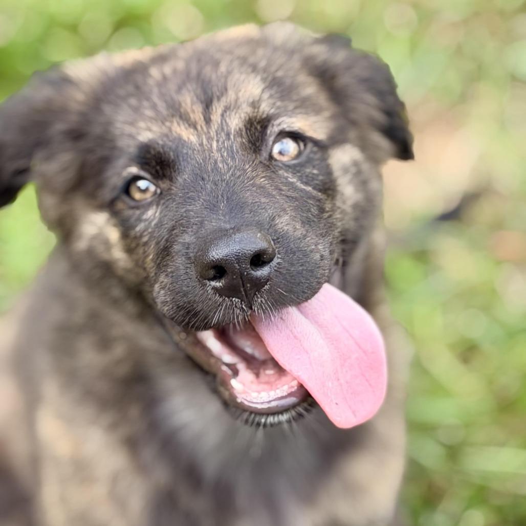 Enlarge Urano, a Adoptable mixed breed in Sparta, NJ image 4/5