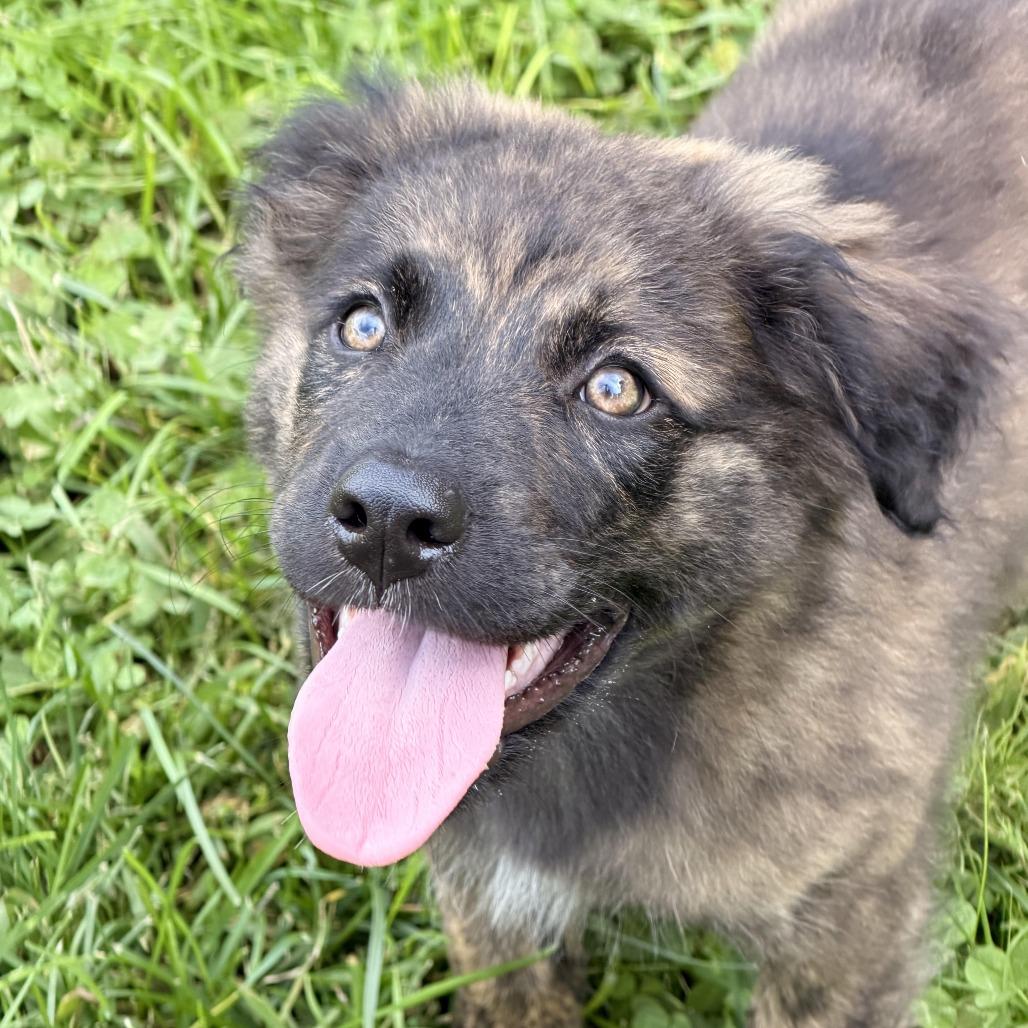 Enlarge Urano, a Adoptable mixed breed in Sparta, NJ image 5/5