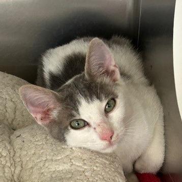 Enlarge Joe, a Adoptable American Shorthair in Poplar Bluff, MO image 1/3