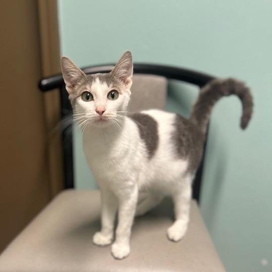 Enlarge Joe, a Adoptable American Shorthair in Poplar Bluff, MO image 2/3